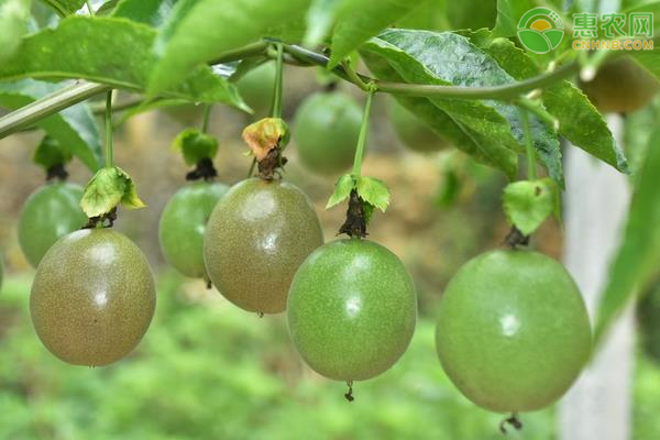 百香果高產(chǎn)施肥技術(shù)-圖片版權(quán)歸惠農(nóng)網(wǎng)所有