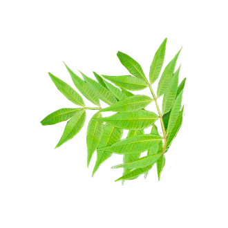 黃柏種苗