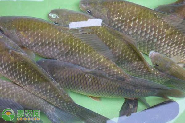 鯽魚出血性疾病病因及預(yù)防方法-圖片版權(quán)歸惠農(nóng)網(wǎng)所有