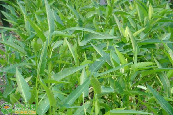 空心菜种植技术要点-图片版权归惠农网所有