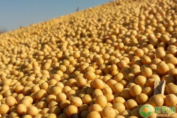 種植大豆的管理技巧-圖片版權(quán)歸惠農(nóng)網(wǎng)所有
