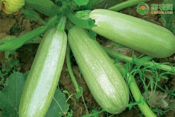 菜瓜高產(chǎn)種植技術(shù)-圖片版權(quán)歸惠農(nóng)網(wǎng)所有