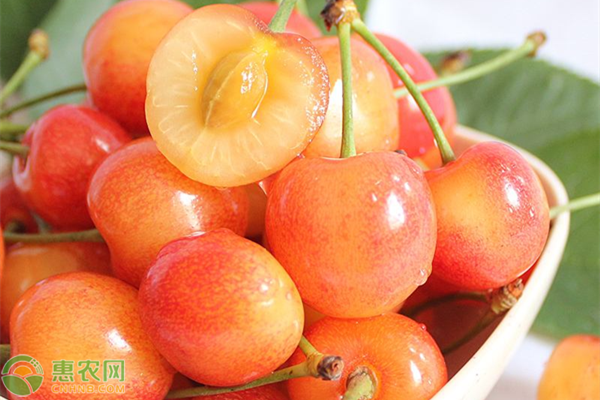 黃蜜大櫻桃種植技術(shù)-圖片版權(quán)歸惠農(nóng)網(wǎng)所有