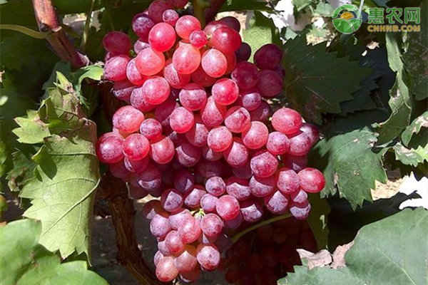 紅提高產(chǎn)施肥技術(shù)介紹-圖片版權(quán)歸惠農(nóng)網(wǎng)所有
