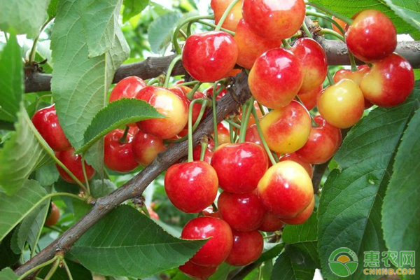 黃蜜大櫻桃種植技術(shù)-圖片版權(quán)歸惠農(nóng)網(wǎng)所有