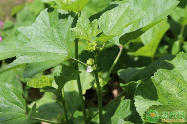 冬寒菜夏天可以種嗎？如何種？-圖片版權(quán)歸惠農(nóng)網(wǎng)所有