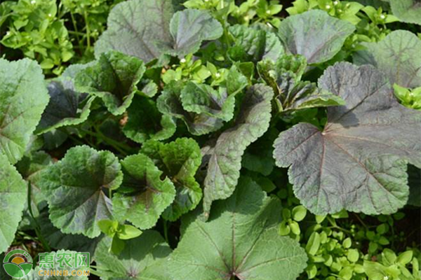 冬莧菜夏天可以種嗎？什么季節(jié)播種？-圖片版權(quán)歸惠農(nóng)網(wǎng)所有