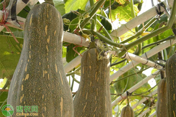 蜜本南瓜高產(chǎn)種植方法-圖片版權(quán)歸惠農(nóng)網(wǎng)所有