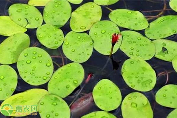 莼菜種植技術(shù)要點-圖片版權(quán)歸惠農(nóng)網(wǎng)所有