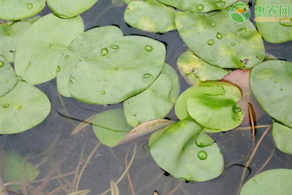 莼菜種植技術(shù)要點-圖片版權(quán)歸惠農(nóng)網(wǎng)所有