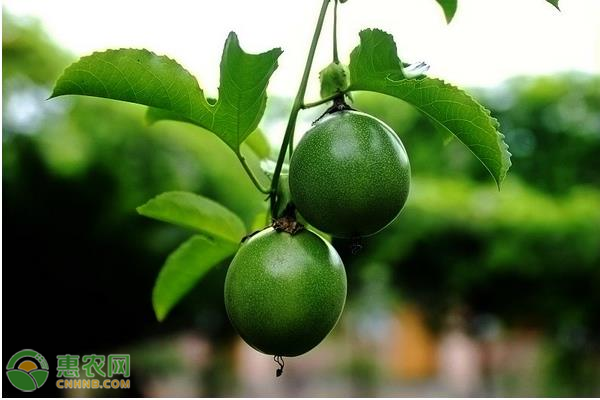 黃金百香果什么季節(jié)成熟？黃金百香果栽培技術(shù)-圖片版權(quán)歸惠農(nóng)網(wǎng)所有