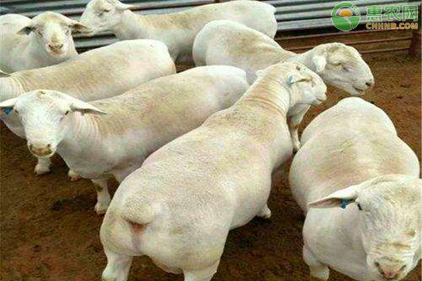 肉羊养殖技术大全-图片版权归惠农网所有