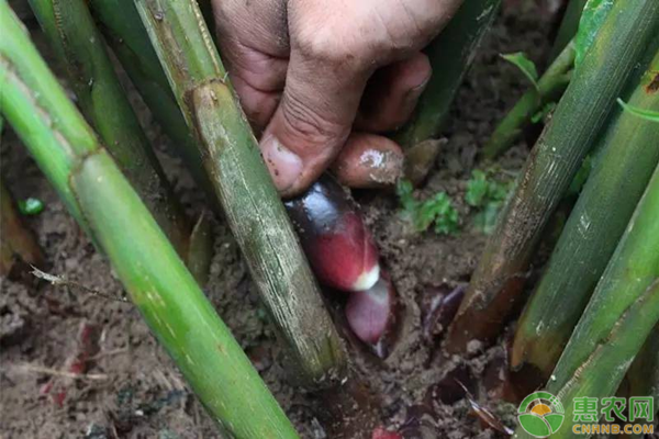 种植阳荷姜后期有哪些田间管理要点？-图片版权归惠农网所有