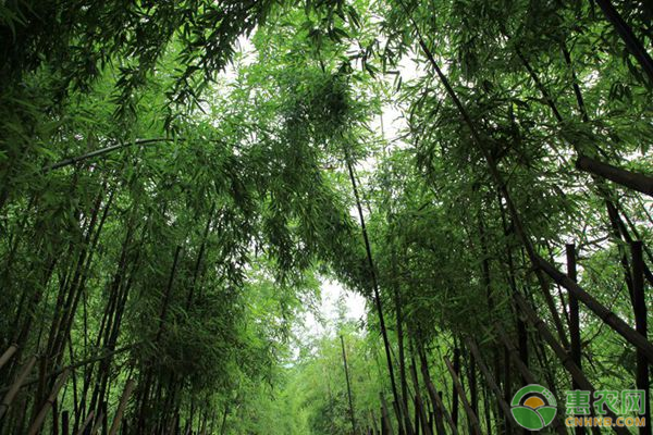 竹子的寓意及養(yǎng)護(hù)方法-圖片版權(quán)歸惠農(nóng)網(wǎng)所有