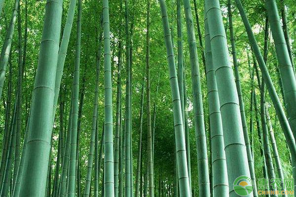 竹子的寓意及養(yǎng)護(hù)方法-圖片版權(quán)歸惠農(nóng)網(wǎng)所有
