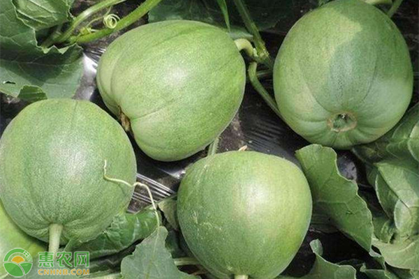 綠寶甜瓜高產(chǎn)種植技術(shù)-圖片版權(quán)歸惠農(nóng)網(wǎng)所有