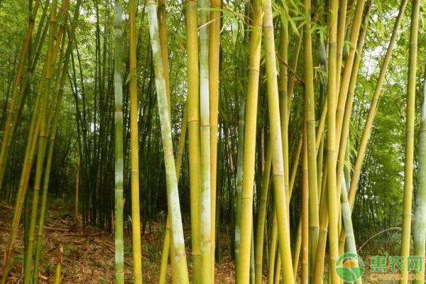 竹子的寓意及養(yǎng)護(hù)方法-圖片版權(quán)歸惠農(nóng)網(wǎng)所有