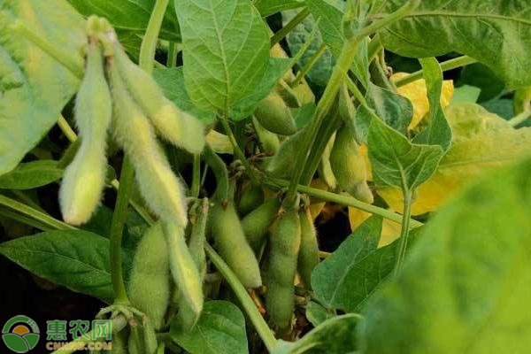大豆高产种植管理技术-图片版权归惠农网所有