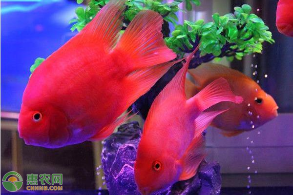 鸚鵡魚的養(yǎng)殖方法及注意事項(xiàng)-圖片版權(quán)歸惠農(nóng)網(wǎng)所有