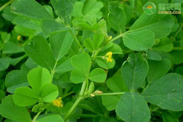 苜蓿草種植方法-圖片版權(quán)歸惠農(nóng)網(wǎng)所有
