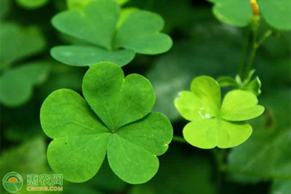 苜蓿草種植方法-圖片版權(quán)歸惠農(nóng)網(wǎng)所有