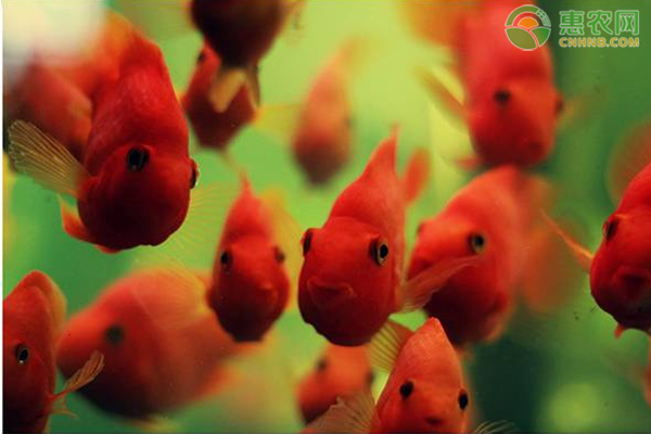 鸚鵡魚的養(yǎng)殖方法及注意事項(xiàng)-圖片版權(quán)歸惠農(nóng)網(wǎng)所有