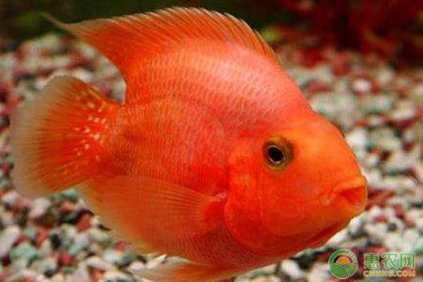 鸚鵡魚的養(yǎng)殖方法及注意事項(xiàng)-圖片版權(quán)歸惠農(nóng)網(wǎng)所有