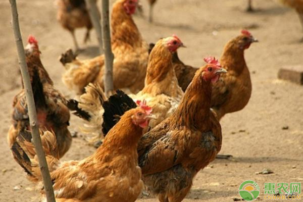 2020年9月全国淘汰鸡价格行情走势