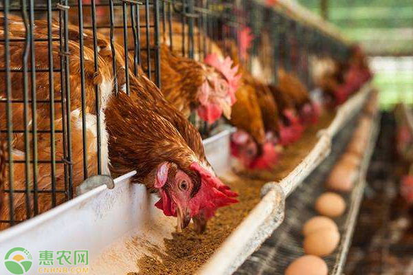 2020年9月全国淘汰鸡价格行情走势