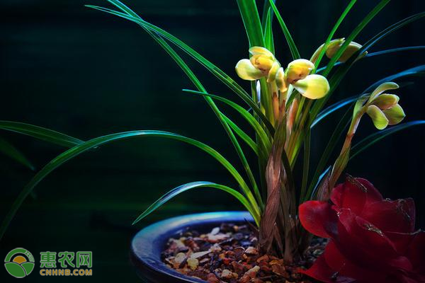 兰花种植方法介绍-图片版权归惠农网所有