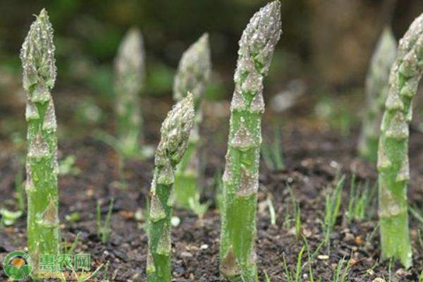 蘆筍怎樣種植？-圖片版權(quán)歸惠農(nóng)網(wǎng)所有