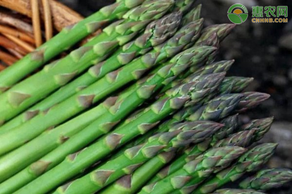 蘆筍怎樣種植？-圖片版權(quán)歸惠農(nóng)網(wǎng)所有
