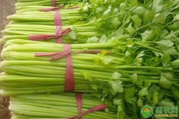 芹菜澆水施肥技術(shù)要點-圖片版權(quán)歸惠農(nóng)網(wǎng)所有