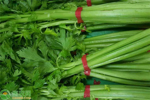 芹菜澆水施肥技術(shù)要點-圖片版權(quán)歸惠農(nóng)網(wǎng)所有