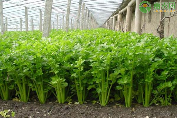芹菜澆水施肥技術(shù)要點-圖片版權(quán)歸惠農(nóng)網(wǎng)所有