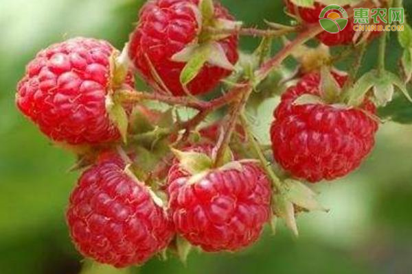 紅樹(shù)莓高產(chǎn)種植管理技術(shù)-圖片版權(quán)歸惠農(nóng)網(wǎng)所有