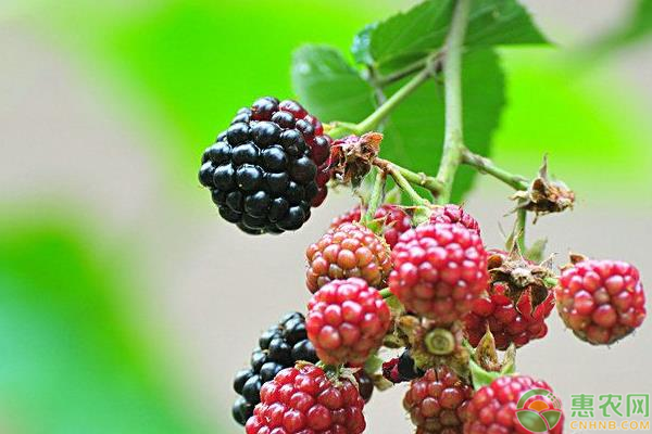 紅樹(shù)莓高產(chǎn)種植管理技術(shù)-圖片版權(quán)歸惠農(nóng)網(wǎng)所有
