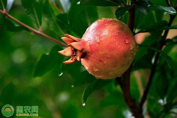 石榴低產(chǎn)原因及改善方法-圖片版權(quán)歸惠農(nóng)網(wǎng)所有