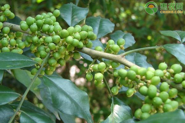 花椒的種植與管理技術(shù)-圖片版權(quán)歸惠農(nóng)網(wǎng)所有