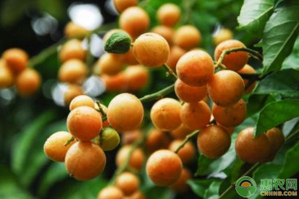 黃皮的株距多少才合理？如何定植？-圖片版權歸惠農網所有