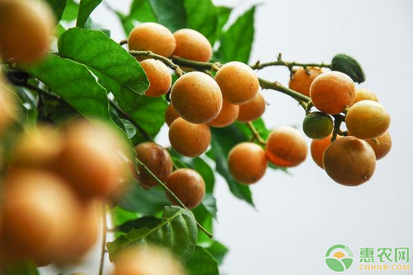 黃皮的株距多少才合理？如何定植？-圖片版權歸惠農網所有