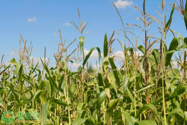 2020年玉米价格会涨到11月份吗？玉米价格为何会上涨？