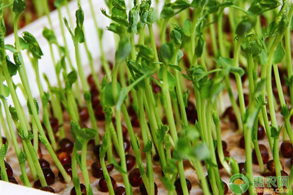 豆芽怎么種？-圖片版權歸惠農網所有