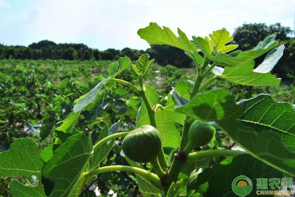 无花果需肥特点及施肥技术-图片版权归惠农网所有