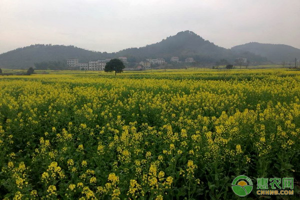 油菜花一亩地种多少种子？几月开花？-图片版权归惠农网所有