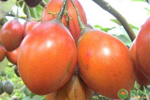 树番茄的价格多少钱一斤？树番茄种植前景分析（附树番茄种植方法）
