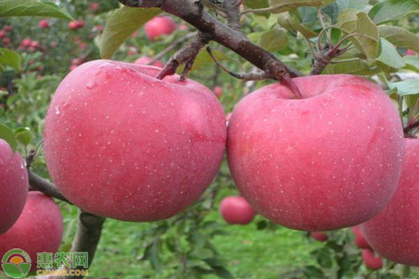 种苹果树的步骤有哪些？