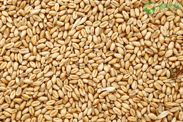 2020年12月小麦价格行情如何？今年小麦价格还会涨吗？