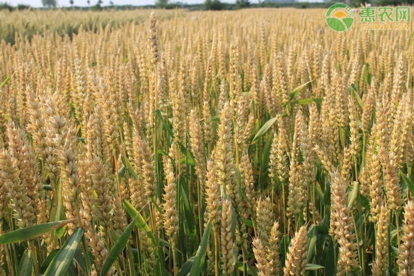 河南现在小麦多少钱一斤？春节后小麦价格如何变化？