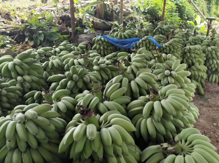 海南蕉价格多少钱一斤？为什么贵？